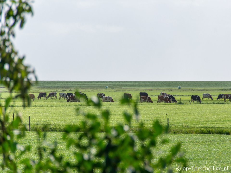 Tureluur in Willem-Barentszhoeve