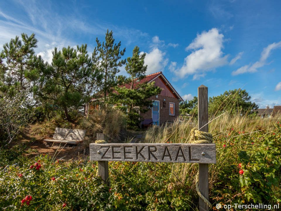 Zeekraal. 