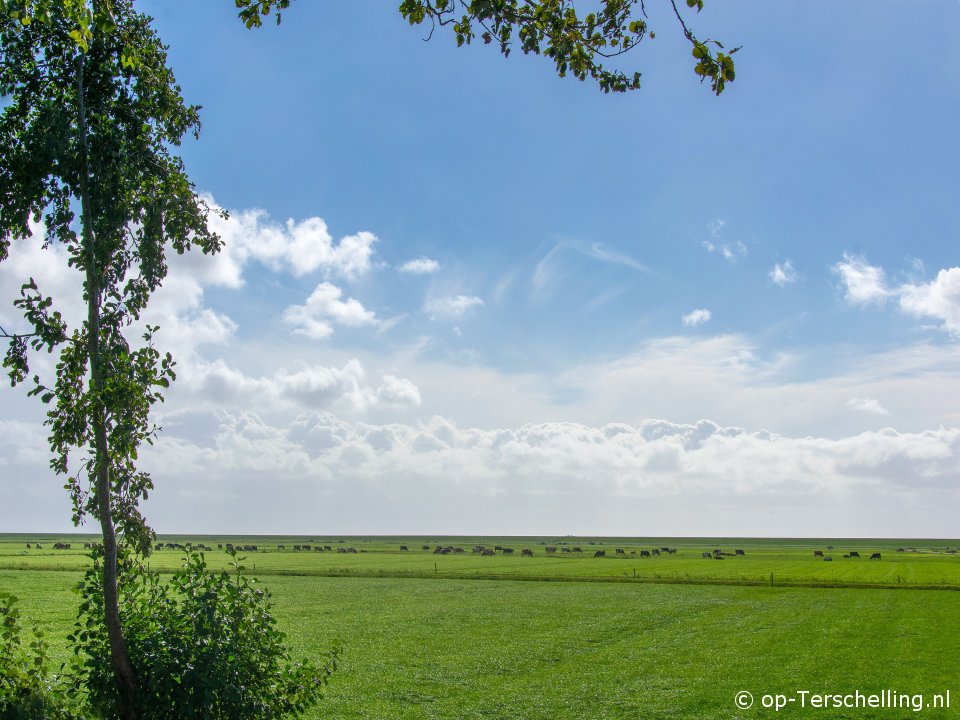 Tureluur in Willem-Barentszhoeve