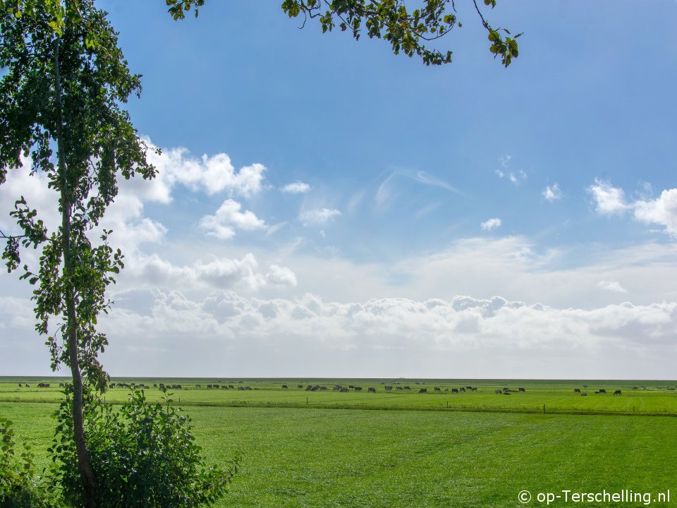 Bonte Piet in Willem-Barentszhoeve