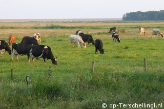 Zuidkant (Formerum)