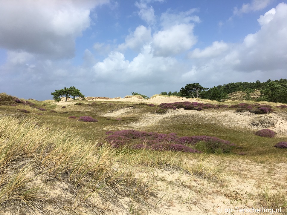 Oester (Midsland Noord)