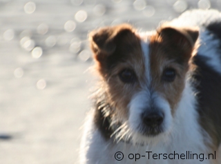 Vakantie op Terschelling met Hond