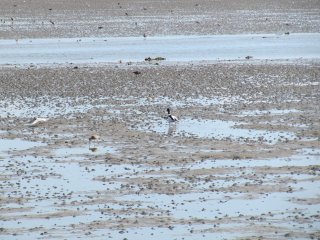 Wadden Sea World Heritage Site Terschelling